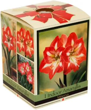 Amaryllis Kit: Minerva   Plastic Pot/Soil/Bulb - Large Bulb 26/28 cm -Netherland