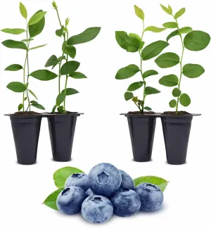 Live O'Neal Blueberry Plants (4 Pack) – Southern Highbush Blueberry Bushes Live for Planting, Exceptional Flavor, Early Harvest, Suitable for Diverse Climates