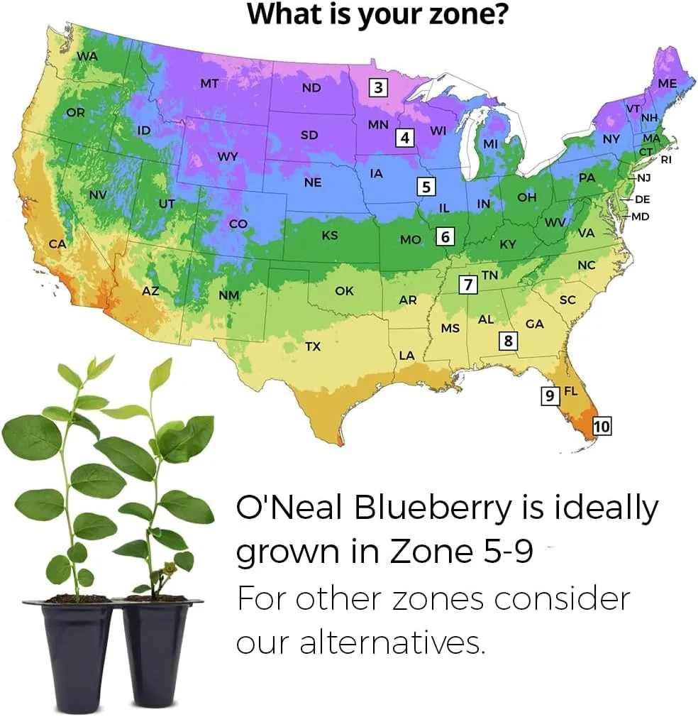 Live O'Neal Blueberry Plants (4 Pack) – Southern Highbush Blueberry Bushes Live for Planting, Exceptional Flavor, Early Harvest, Suitable for Diverse Climates