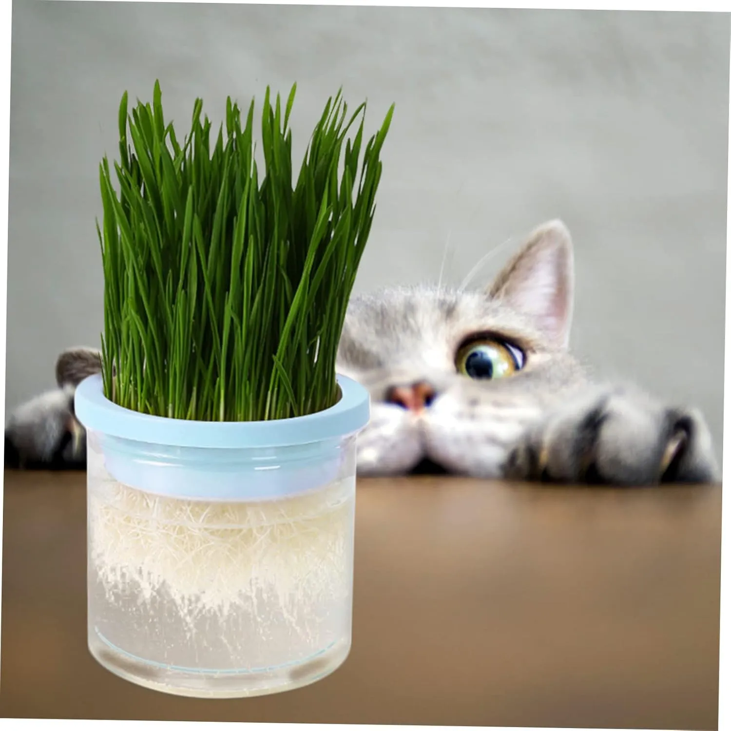 SUPVOX 2pcs Hydroponic Cat Grass Planter Large Capacity Soilless Planting Box Indoor Cat Grass Holder Practical Pot