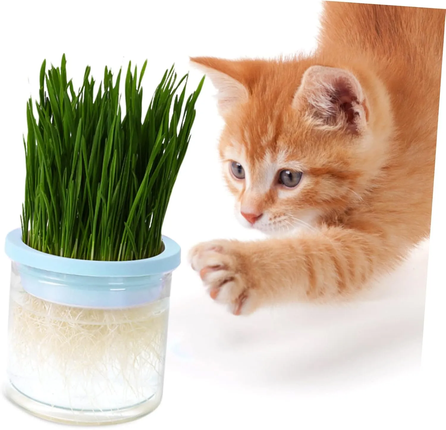 SUPVOX 2pcs Hydroponic Cat Grass Planter Large Capacity Soilless Planting Box Indoor Cat Grass Holder Practical Pot