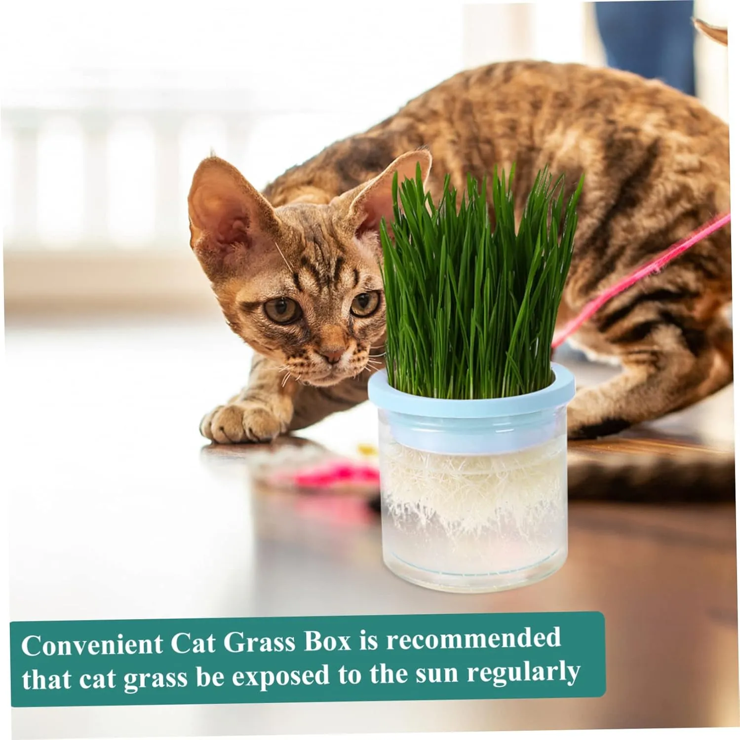 SUPVOX 2pcs Hydroponic Cat Grass Planter Large Capacity Soilless Planting Box Indoor Cat Grass Holder Practical Pot